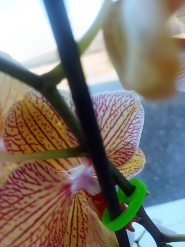 Krúžok na orchideu - Image 3